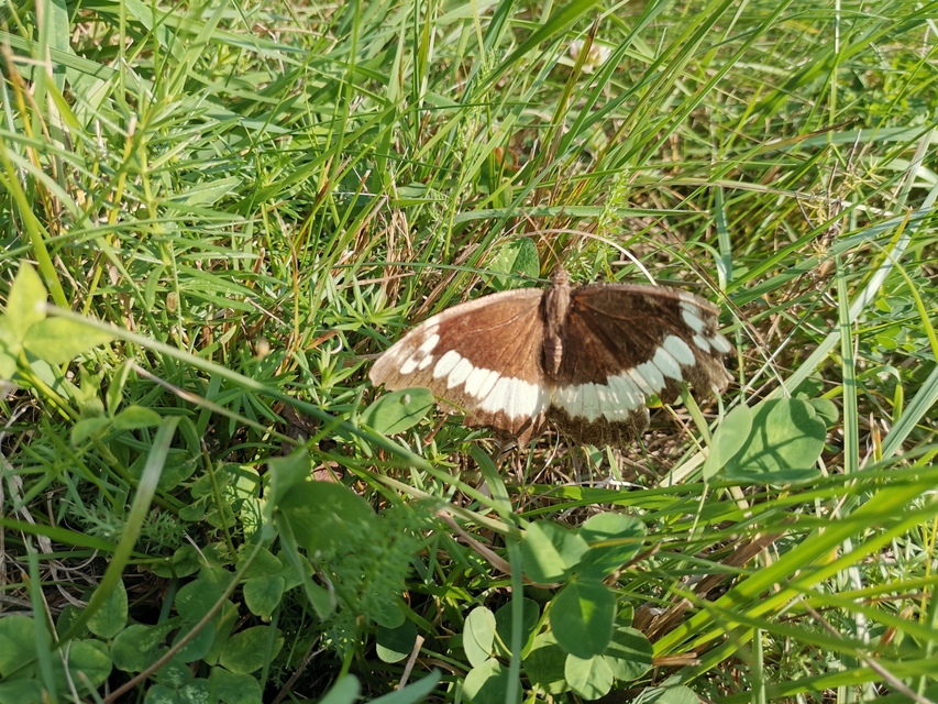 Brintesia circe - fehéröves szemeslepke