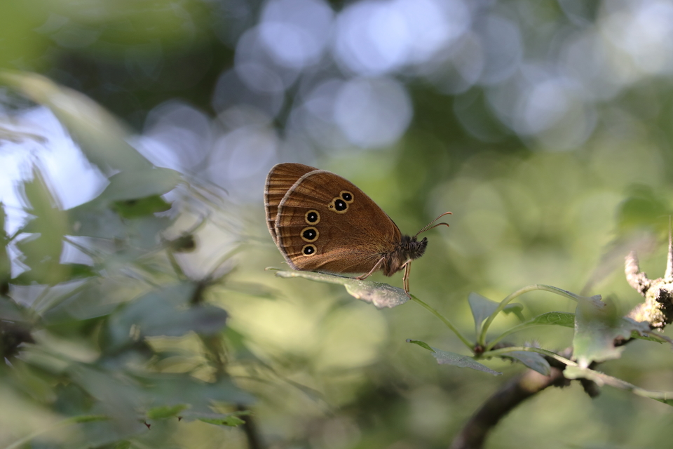 Aphantopus hyperanthus - közönséges ökörszemlepke