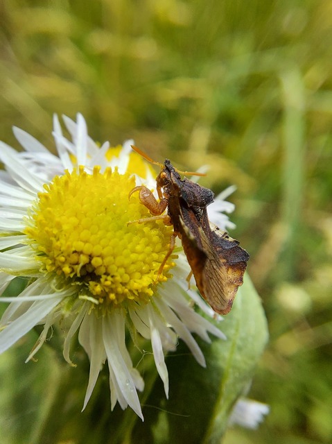 Phymata crassipes - fogólábú poloska