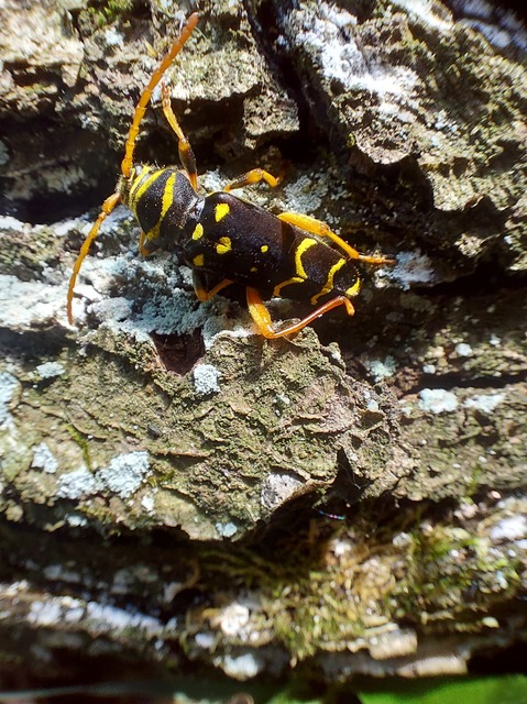 Plagionotus arcuatus - bársonyos darázscincér