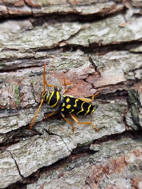 Plagionotus arcuatus - bársonyos darázscincér