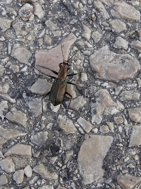 Cylindera germanica - parlagi homokfutrinka