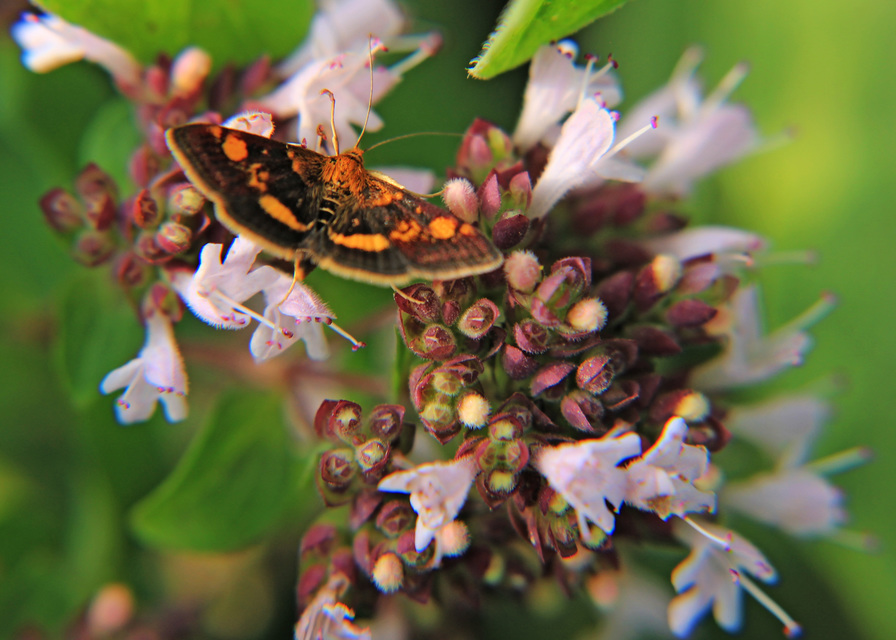 Pyrausta aurata - aranyló bíbormoly