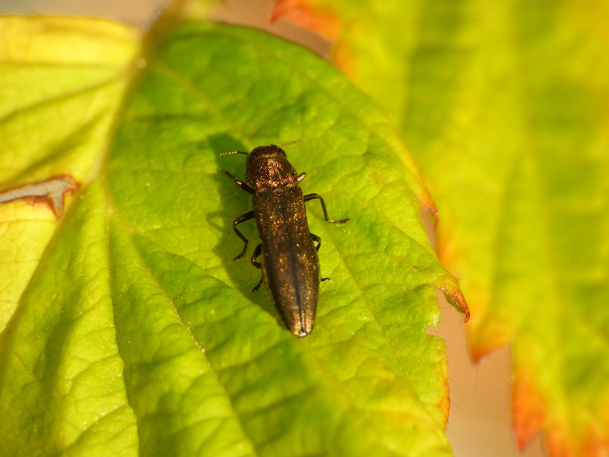 Agrilus cuprescens - földiszeder-karcsúdíszbogár
