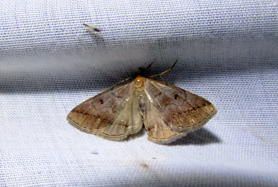 Zanclognatha lunalis - pelyheslábú karcsúbagoly