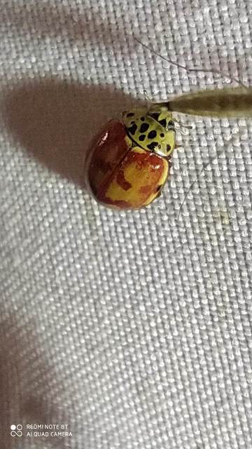 Harmonia quadripunctata - négypettyes katica