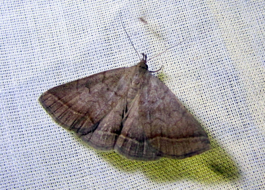 Zanclognatha lunalis - pelyheslábú karcsúbagoly