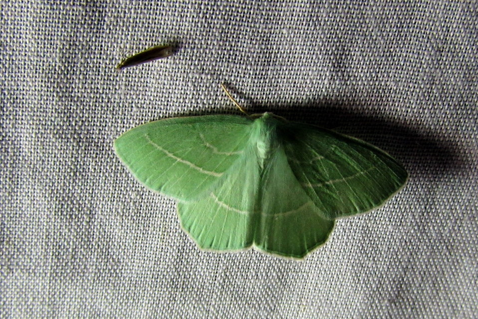 Hemistola chrysoprasaria - kékes zöldaraszoló