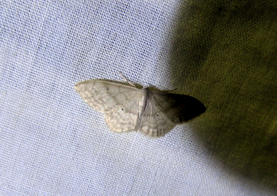 Idaea deversaria - egyszínű sávosaraszoló
