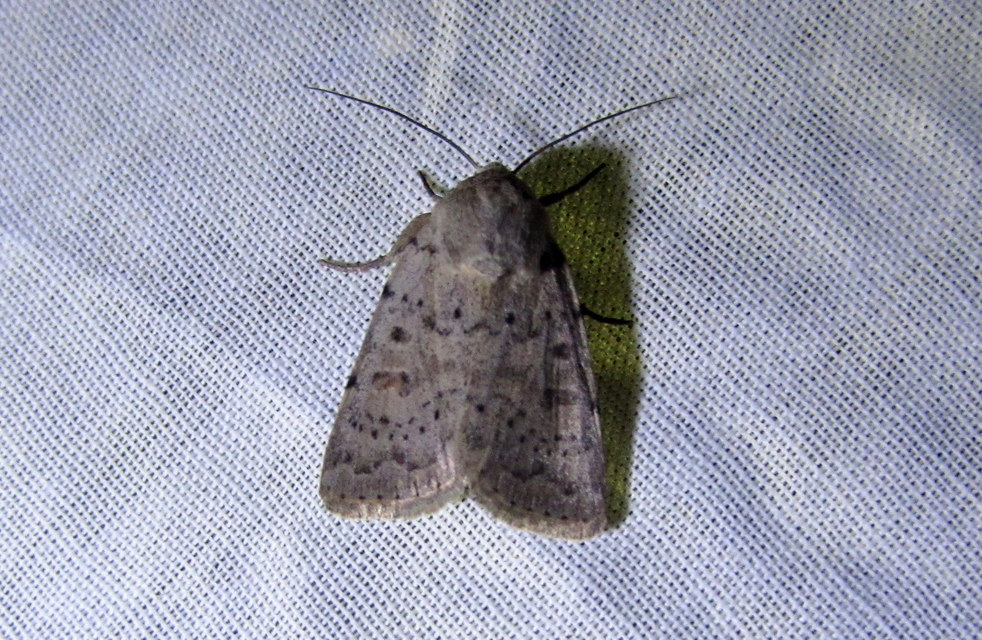 Hoplodrina respersa - bogáncs-selymesbagoly