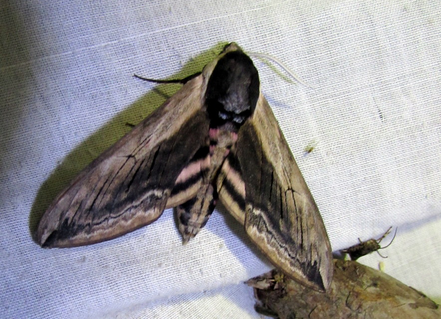 Sphinx ligustri - fagyalszender