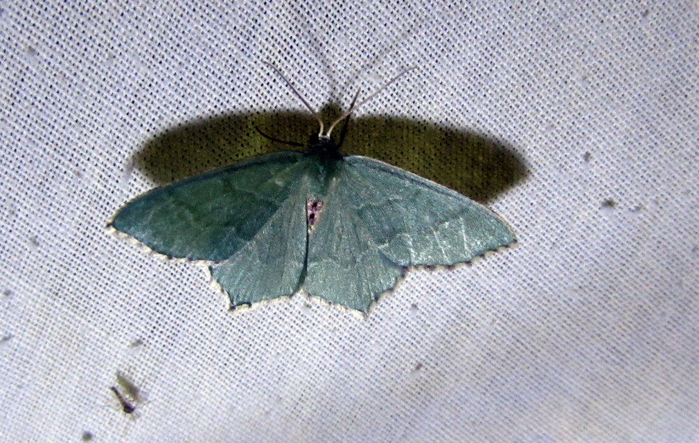 Hemithea aestivaria - nyír-zöldaraszoló