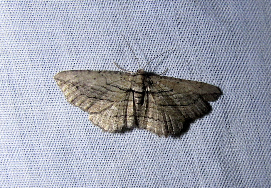 Horisme corticata - barna iszalagaraszoló