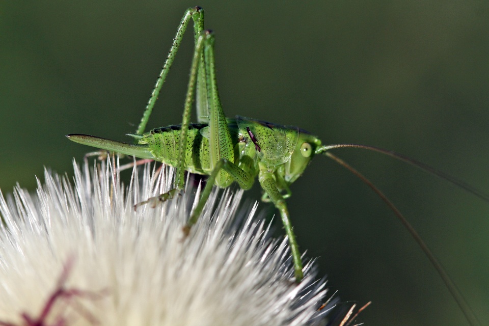 Tettigonia viridissima - zöld lombszöcske