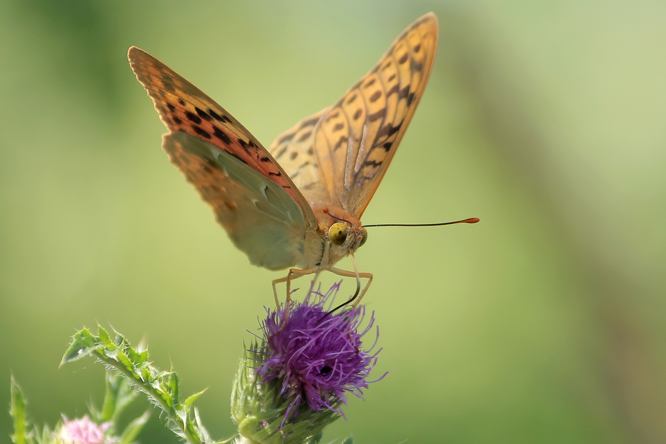 Argynnis pandora - zöldes gyöngyházlepke