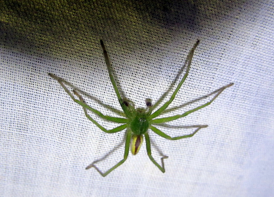 Micrommata virescens - hunyópók