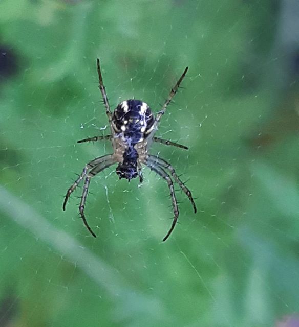 Mangora acalypha - réti keresztespók