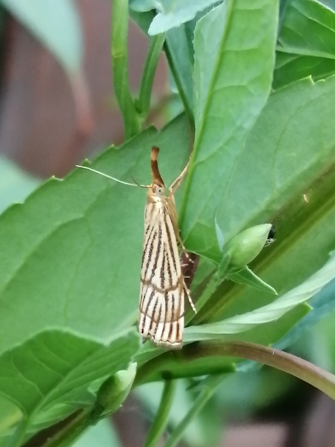 Chrysocrambus linetella - déli fűgyökérmoly