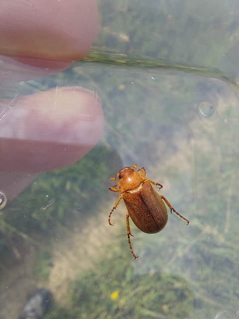 Amphimallon assimile - kis sárgacserebogár
