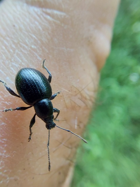 Otiorhynchus lirus - fényes gyalogormányos