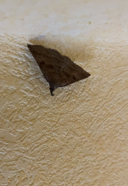 Pechipogo plumigeralis - tollascsápú karcsúbagoly