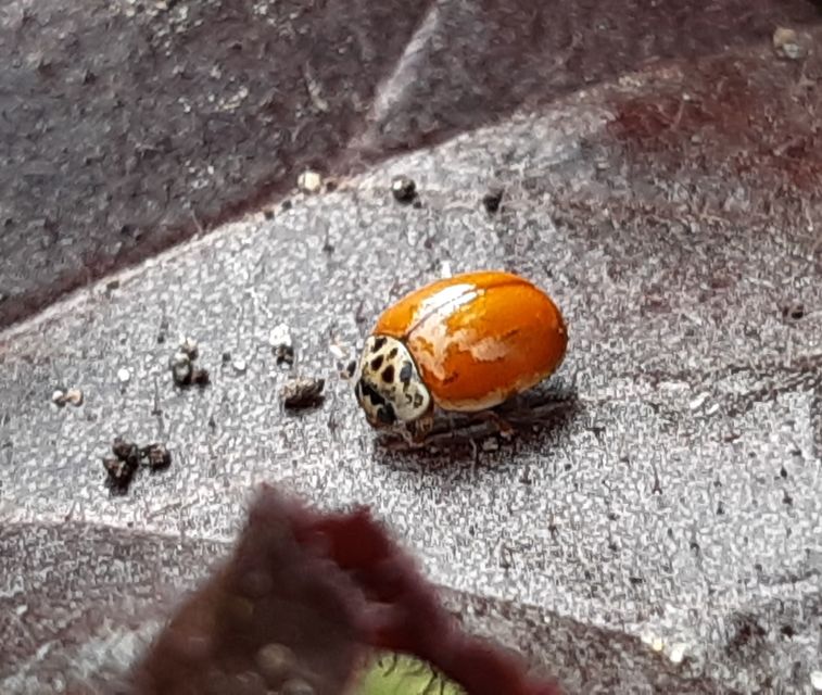 Harmonia quadripunctata - négypettyes katica