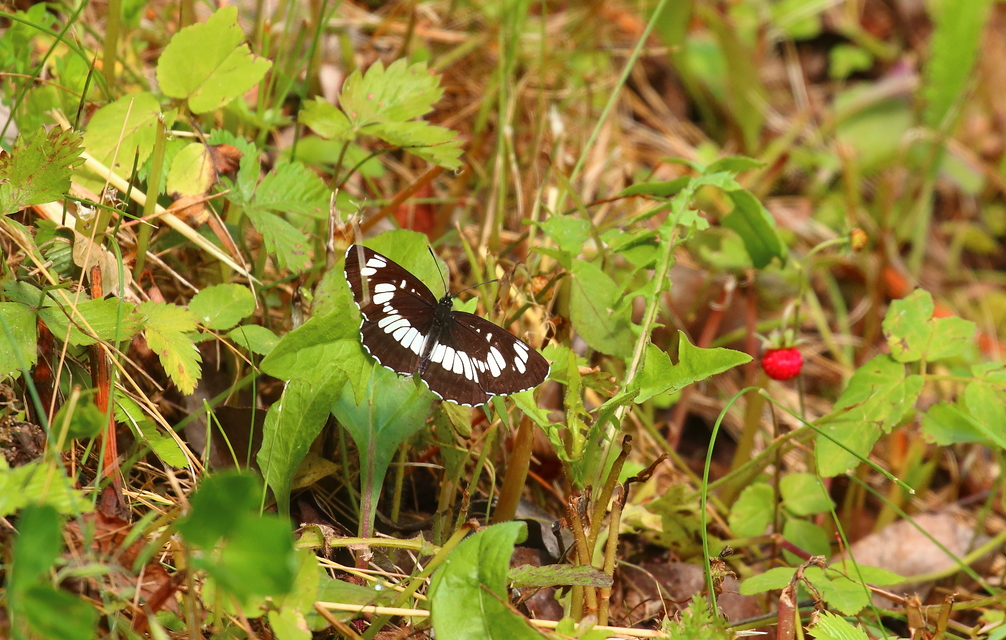 Neptis rivularis - nagy fehérsávoslepke