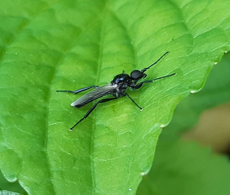 Bibionidae - bársonylegyek