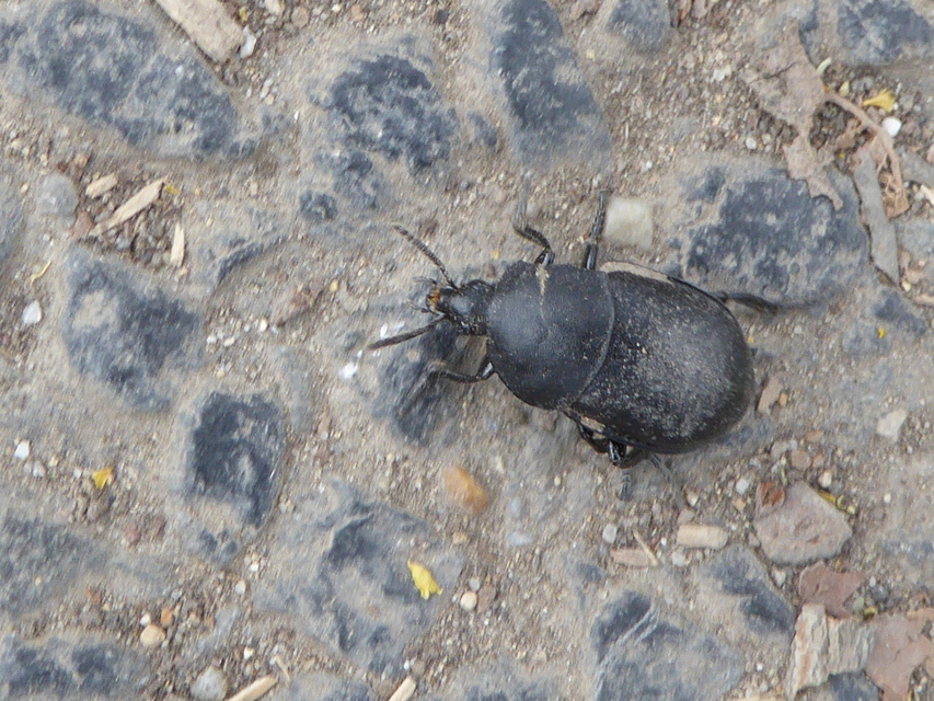 Ablattaria laevigata - sima csigarabló