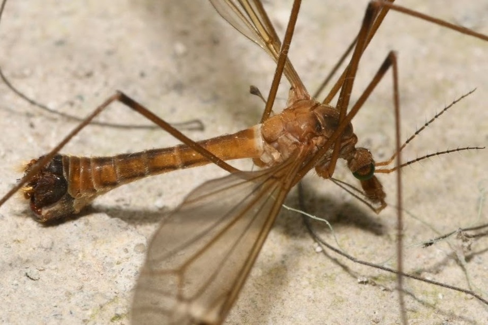 Tipula truncata
