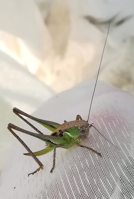 Platycleis