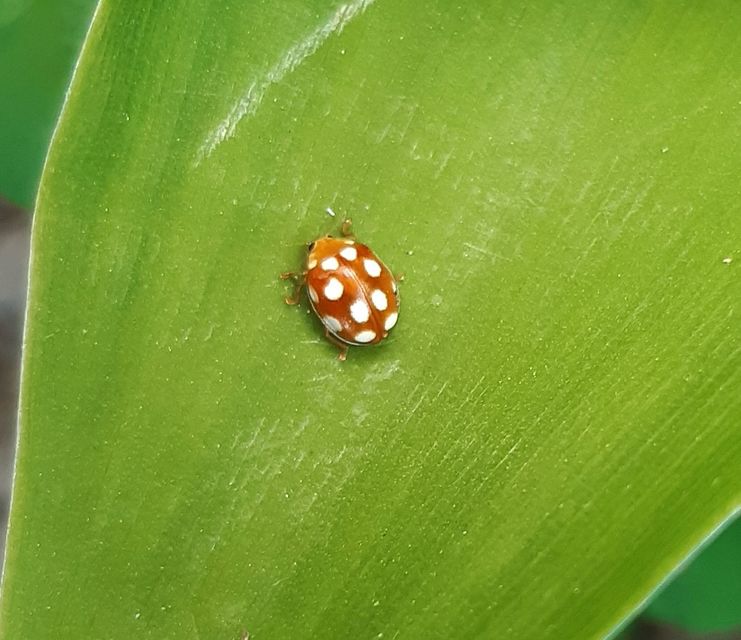 Vibidia duodecimguttata - tizenkétcseppes füsskata