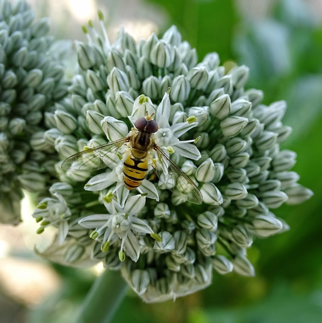 Episyrphus balteatus - ékfoltos zengőlégy