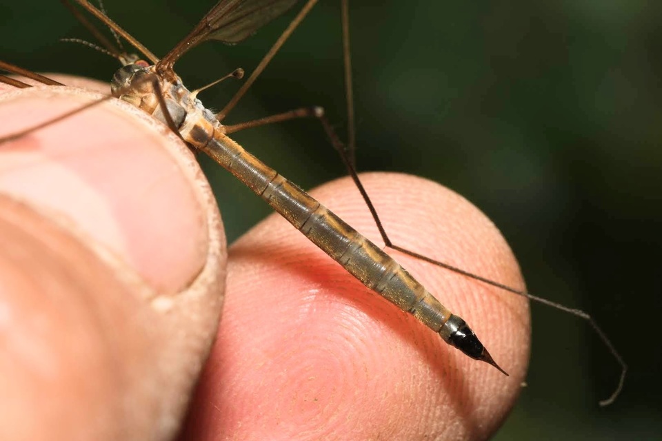 Tipula