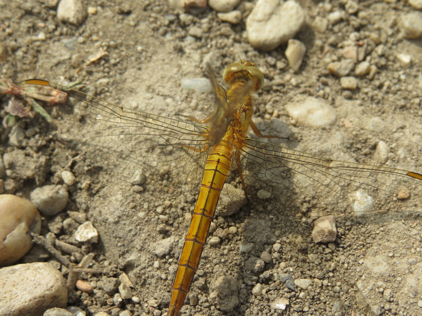 Orthetrum coerulescens - karcsú pásztorszitakötő
