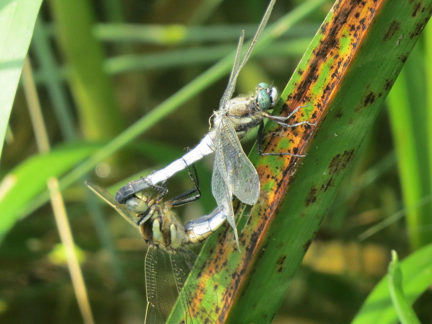 Orthetrum albistylum - fehérfarkú pásztorszitakötő