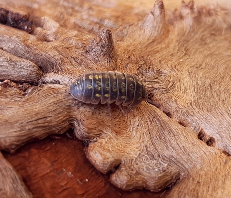 Armadillidium vulgare - szürke gömbászka