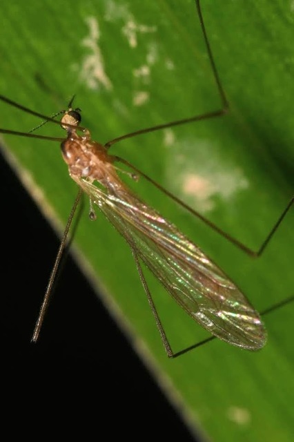 Dicranomyia