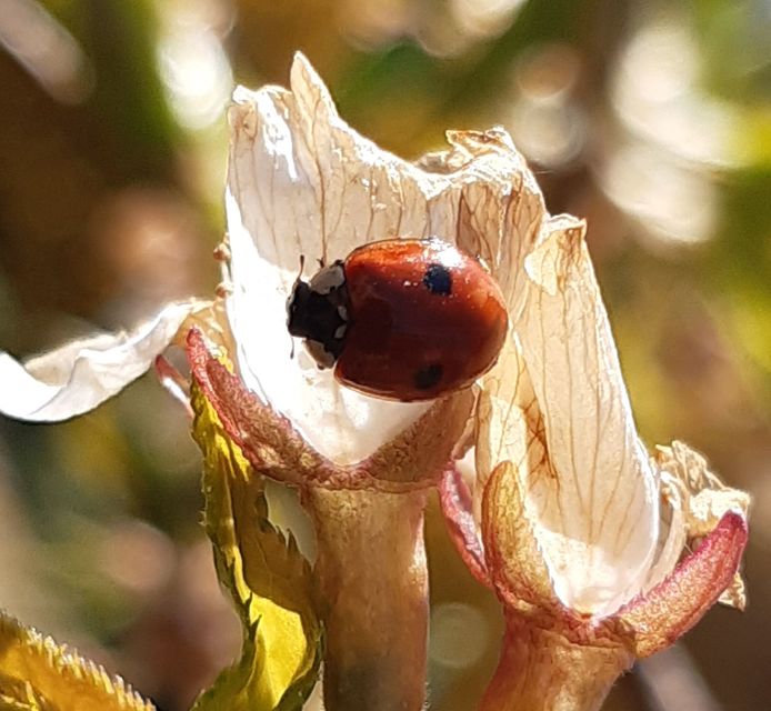 Adalia bipunctata - kétpettyes katica