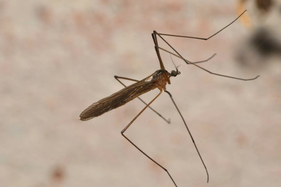 Pilaria discicollis