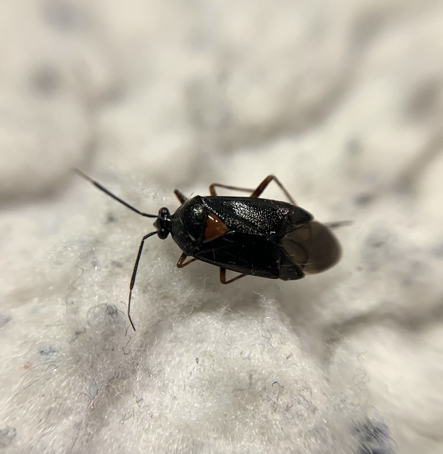 Deraeocoris ventralis