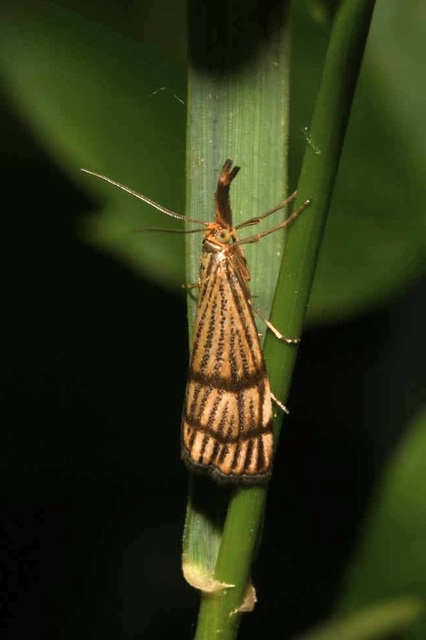 Chrysocrambus linetella - déli fűgyökérmoly