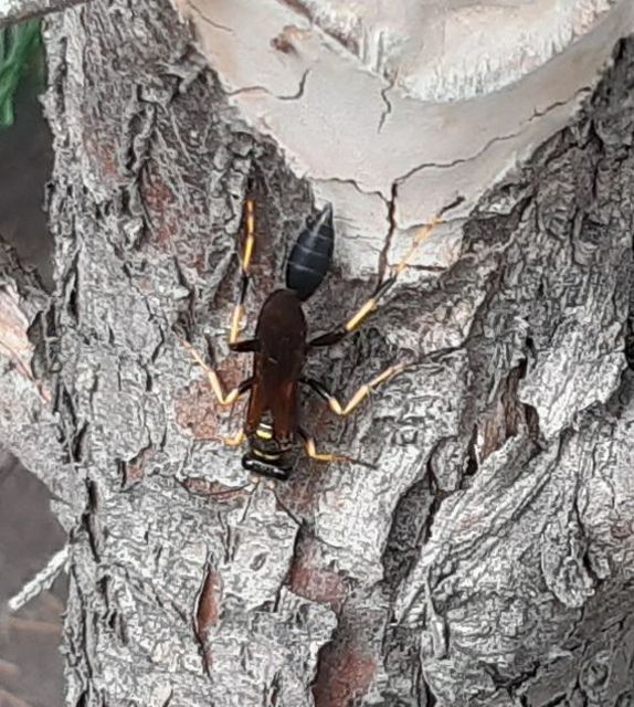 Sceliphron caementarium - feketenyelű lopódarázs