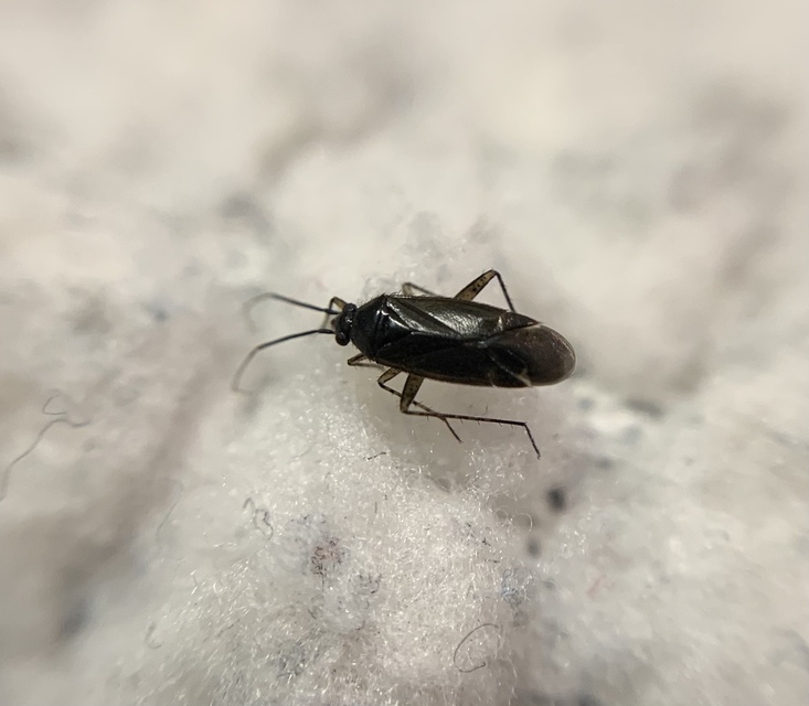 Plagiognathus arbustorum Plagiognathus arbustorum