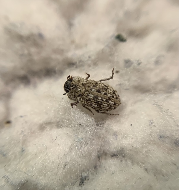 Leichenum pictum - pikkelyes gyászbogár