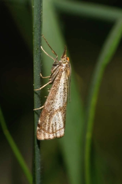 Thisanotia chrysonuchella - tavaszi fűgyökérmoly