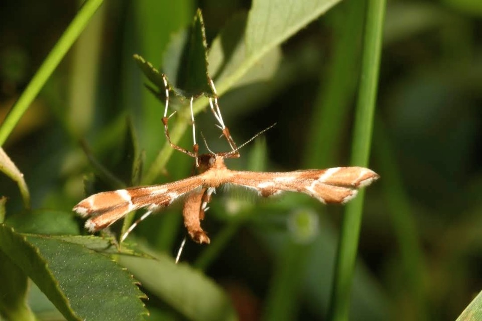 Cnaemidophorus rhododactyla - rózsabogyó-tollasmoly