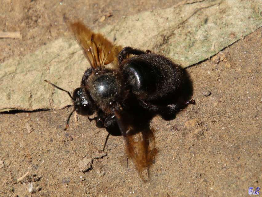 Xylocopa violacea - kék fadongó