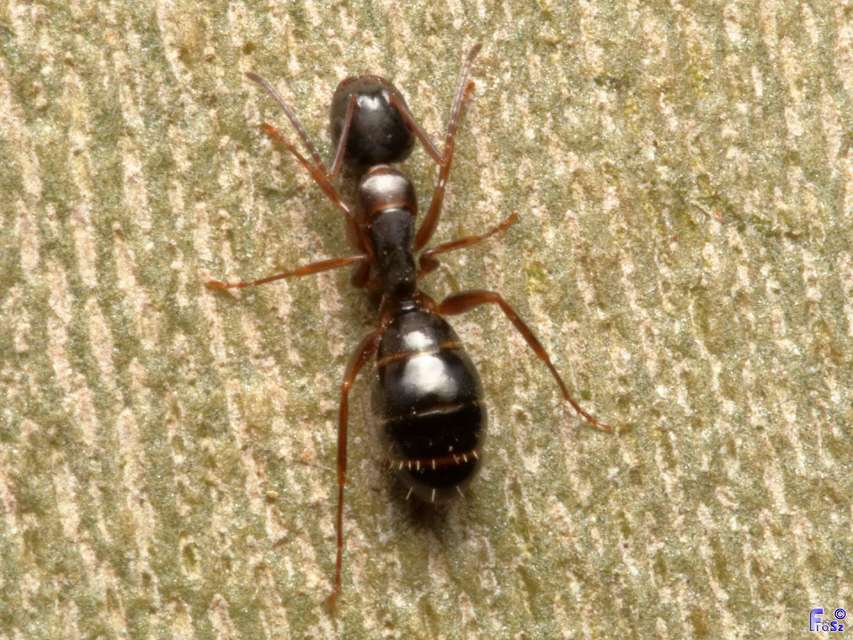 Camponotus fallax - ligeti lóhangya