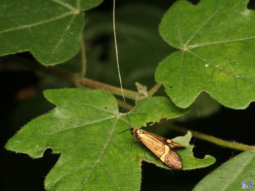 Nemophora degeerella - pompás tőrösmoly